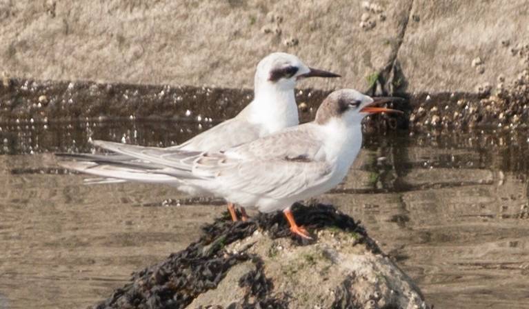 David Mozzoni / Macaulay Library at the Cornell Lab of Ornithology (ML34141581)
